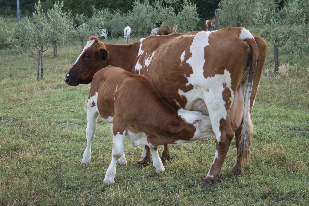 Agriturismo Massoserpente Villa Barberino di Mugello Eksteriør billede